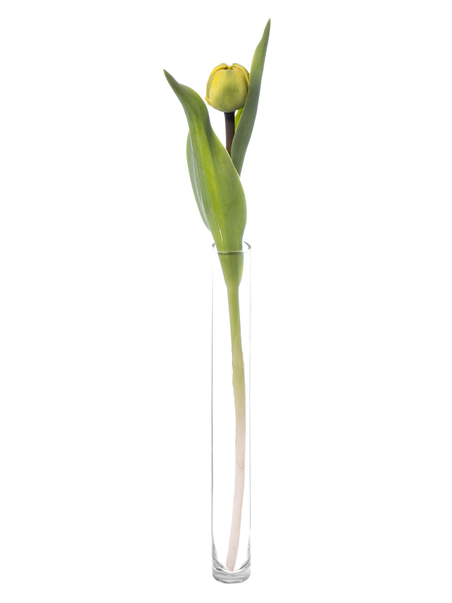 blumigo-tulpen-yellow-pompenette-gef-llt-gelb image 3