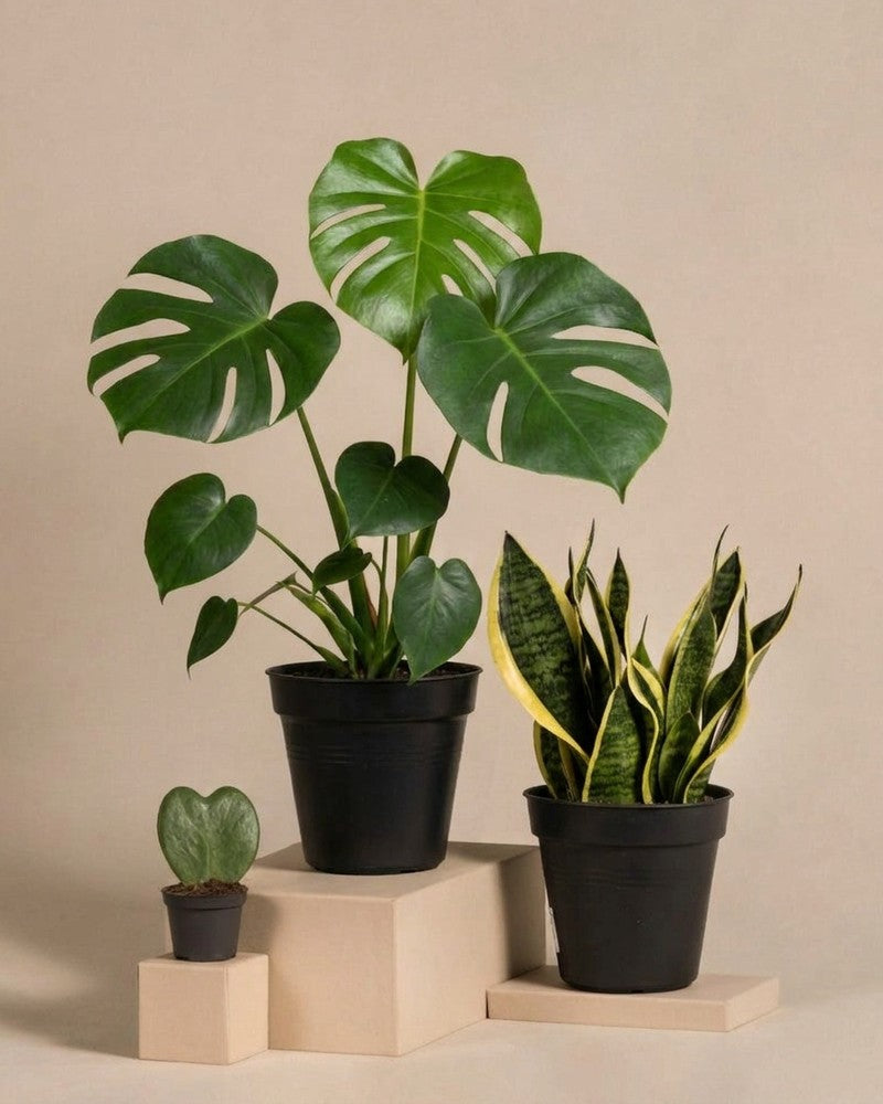 feey-bestseller-trio-pflanzenset-monstera-sansevieria-hoya-3tlg image 3