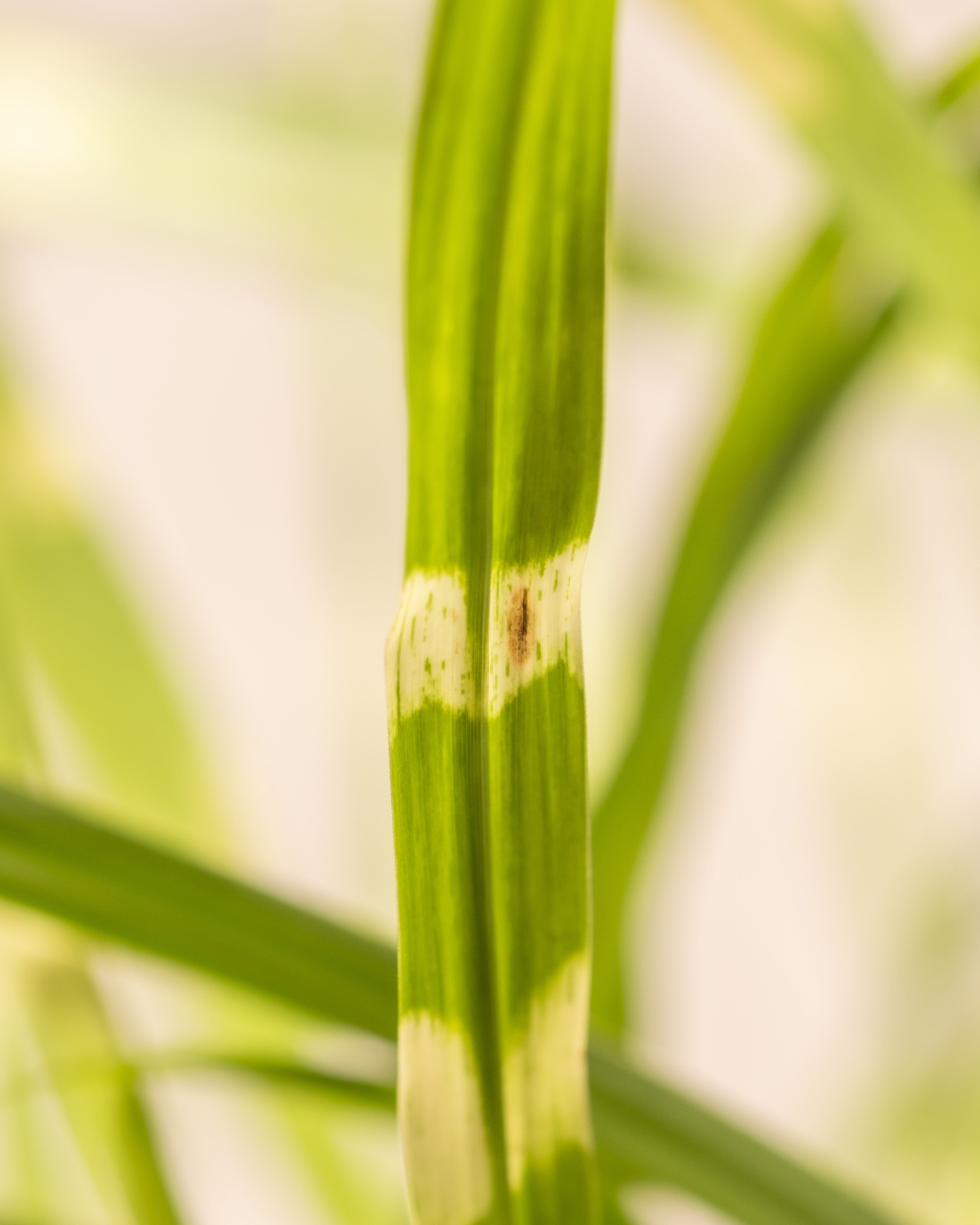 feey-miscanthus-strictus-ziergras-winterhart-1-2-m image 7