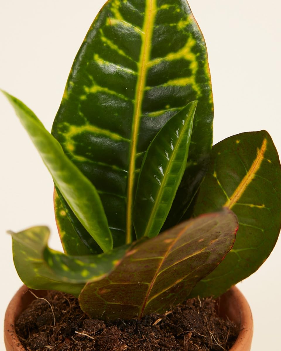 plnts-babyplnts-codiaeum-petra-wunderstrauch-zimmerpflanze-6cm-topf image 3