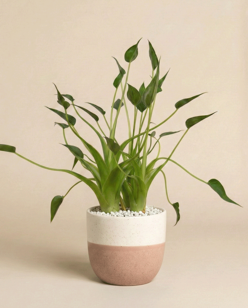 feey-tiny-dancer-alocasia-pfeilblatt-klein-bis-mittel-ohne-bertopf image 4