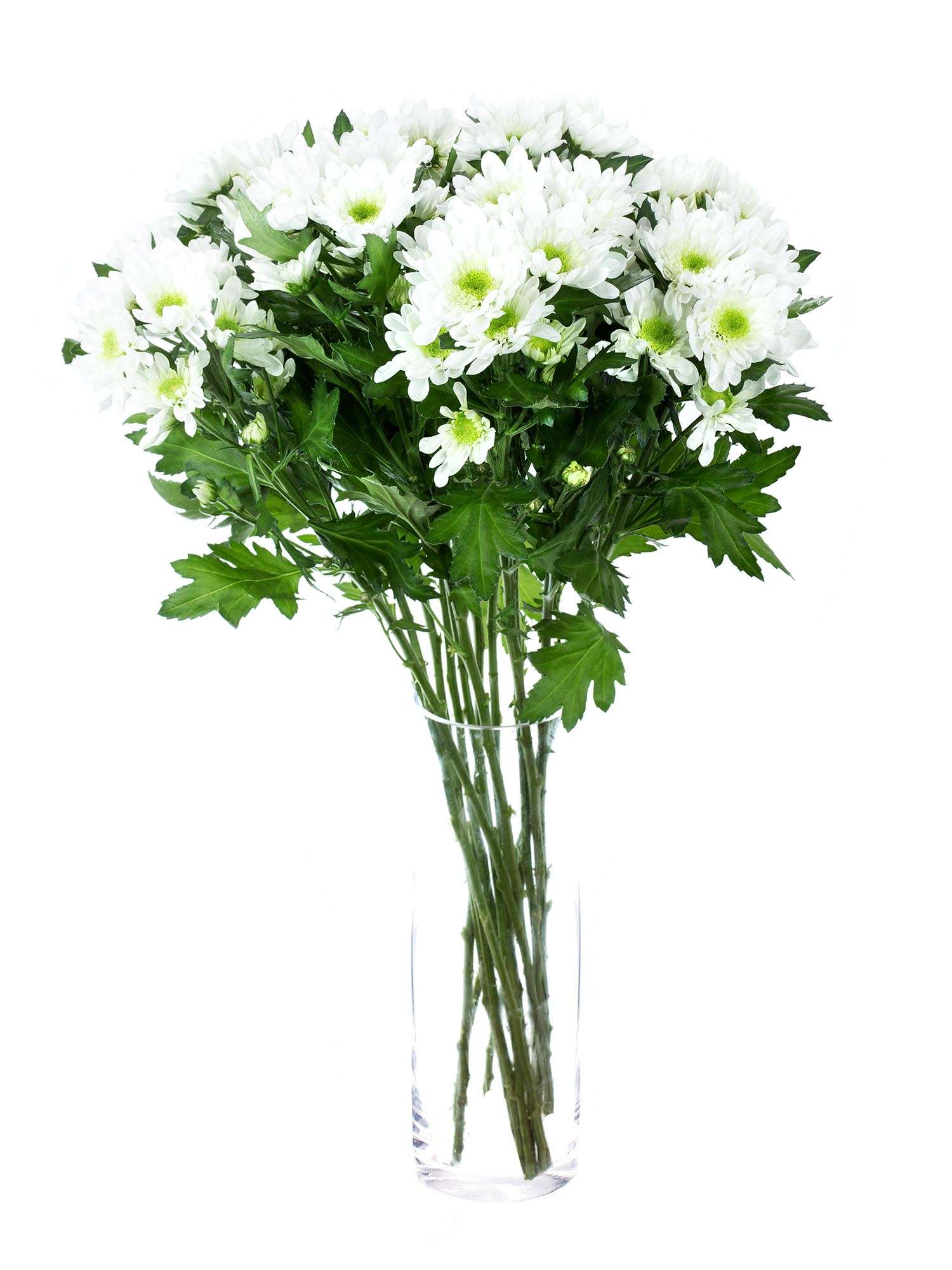 blumigo-chrysanthemen-radost-wei-gr-n-schnittblume-verzweigt image 2