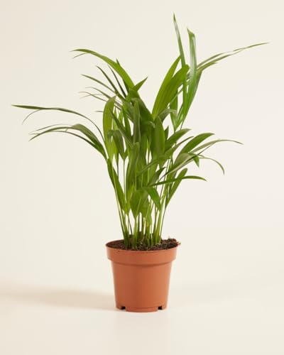 plnts-rareplnts-areca-lutescens-12-cm-topf-35-cm-palme image 7