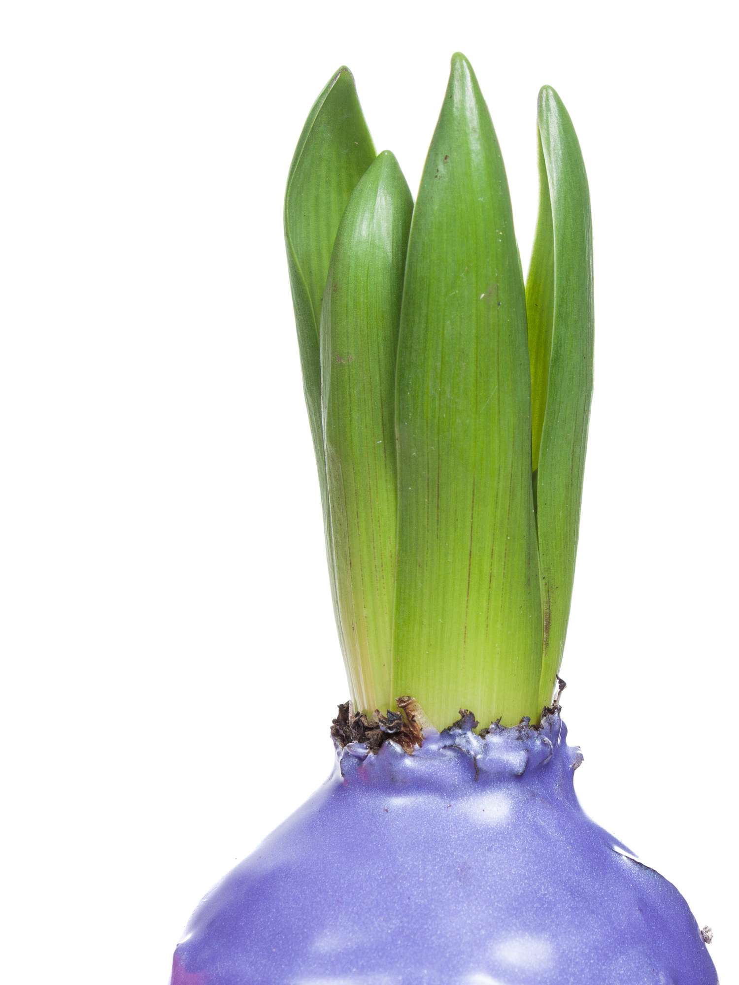 blumigo-fr-hlingsknollen-hyazinthen-gewachst-lavendel image 2
