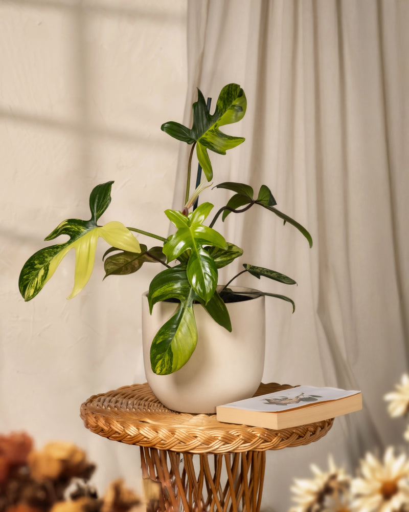 feey-variado-philodendron-florida-beauty-rarit-t-zimmerpflanze-ohne-bertopf image 4