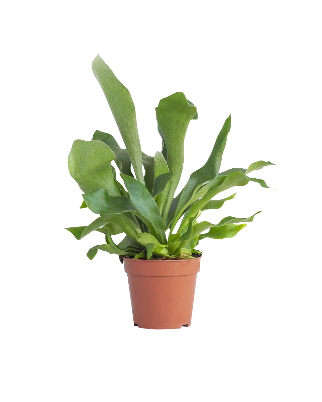 plnts-rareplnts-platycerium-bifurcatum-geweihfarn-35cm image 1