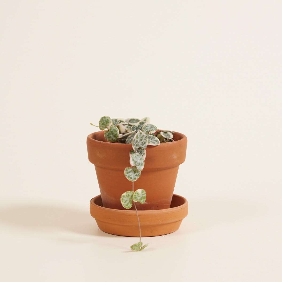 plnts-babyplnts-ceropegia-woodii-variegata-baby-6cm-10cm image 5