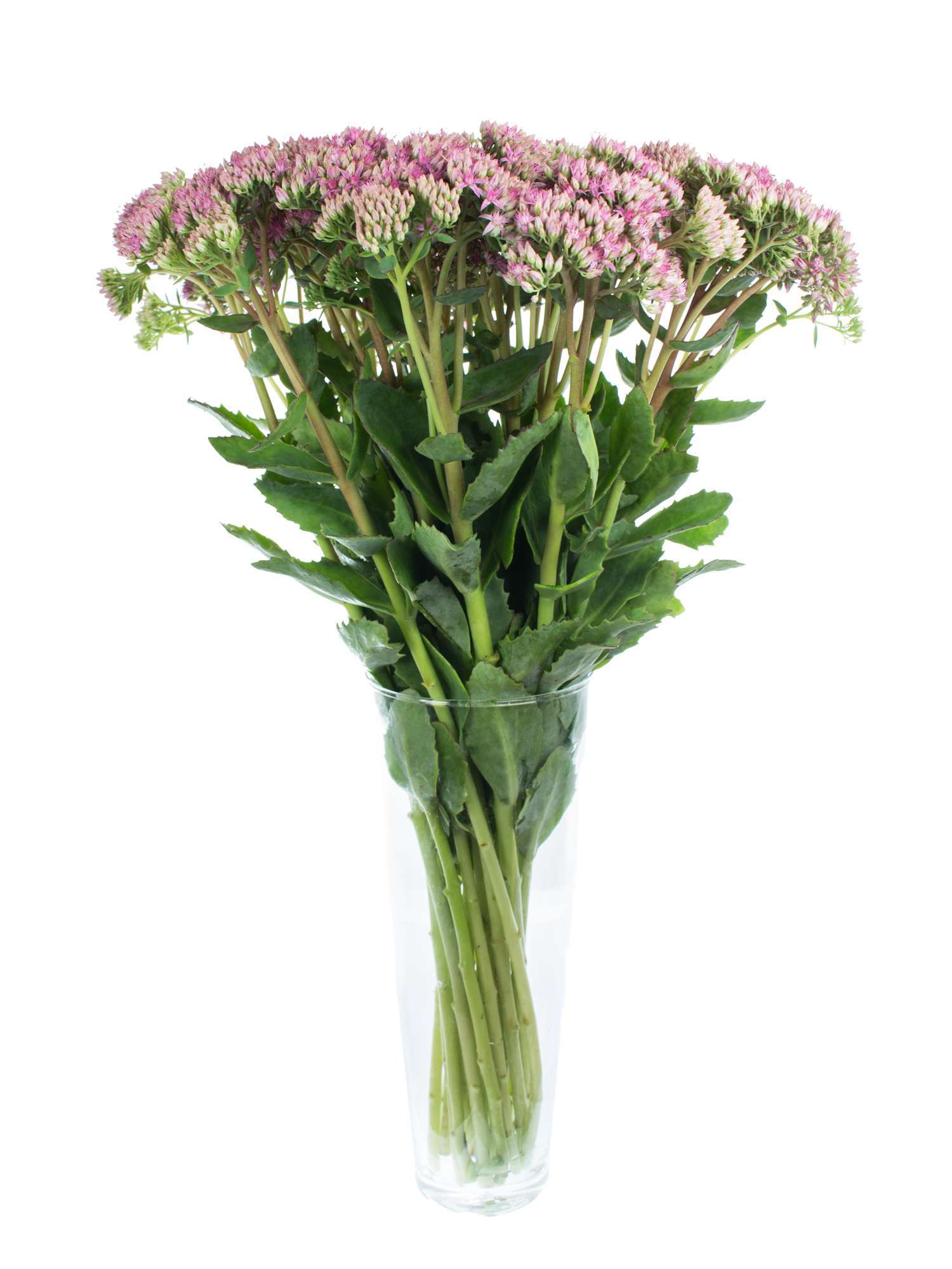 blumigo-sedum-spectabile-munstead-red-bindegr-n-pink-gr-n image 2