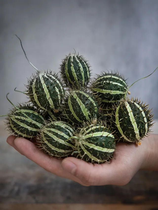 blumigo-cucumis-mirio-ziergurken-mini-gr-n-gestreift image 1