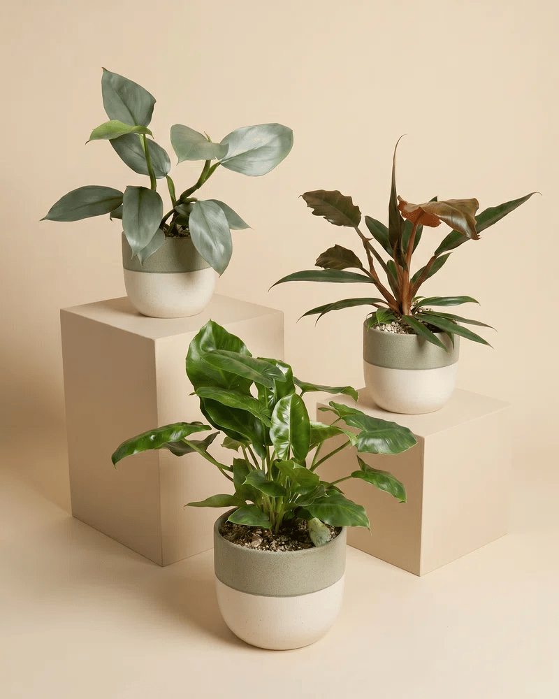 feey-variado-schweizer-philodendron-trio-pflanzenset-3er image 5