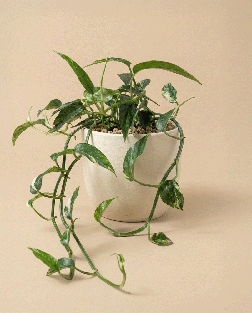 feey-variado-epipremnum-pinnatum-efeutute-ohne-topf image 5
