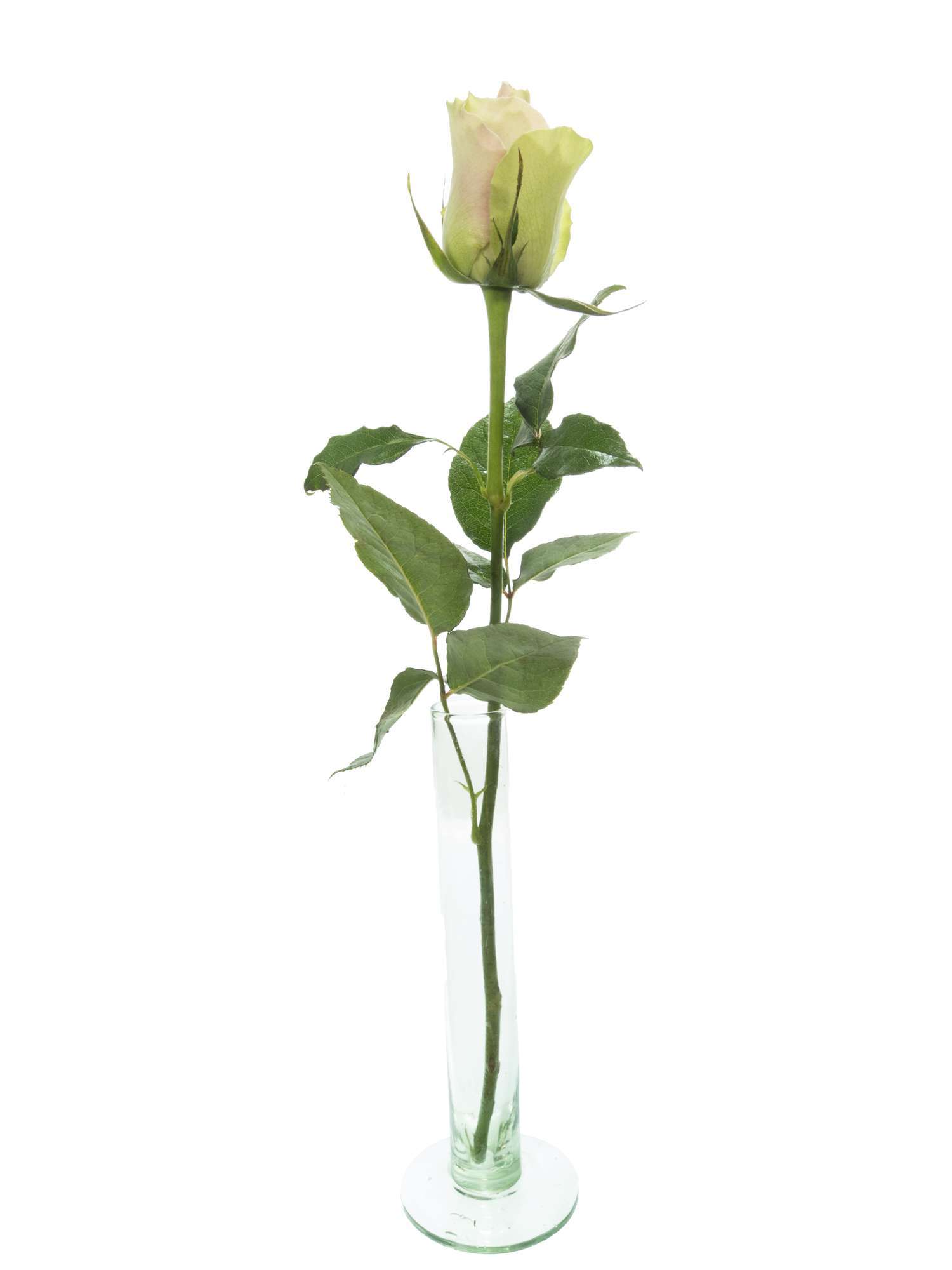 blumigo-rosen-la-belle-schnittrose-rosa image 3