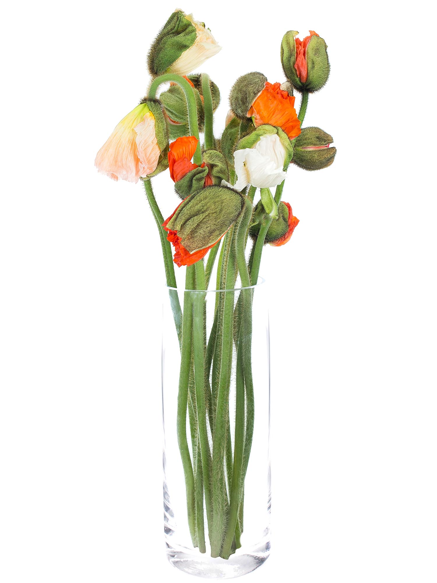 blumigo-herbstdeko-papaver-mohnblumen-bunte-mischung image 7