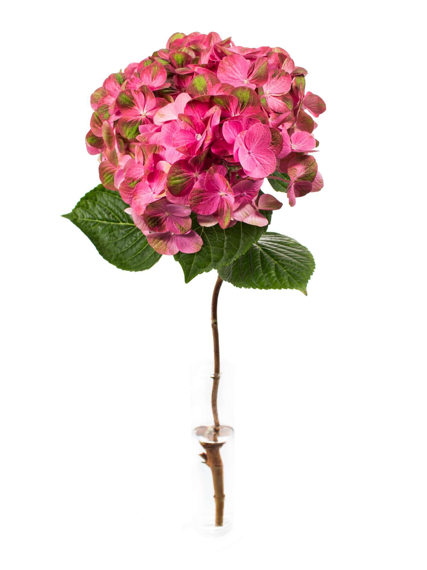 blumigo-hortensien-greenfire-hortensie-pink-gr-n image 2