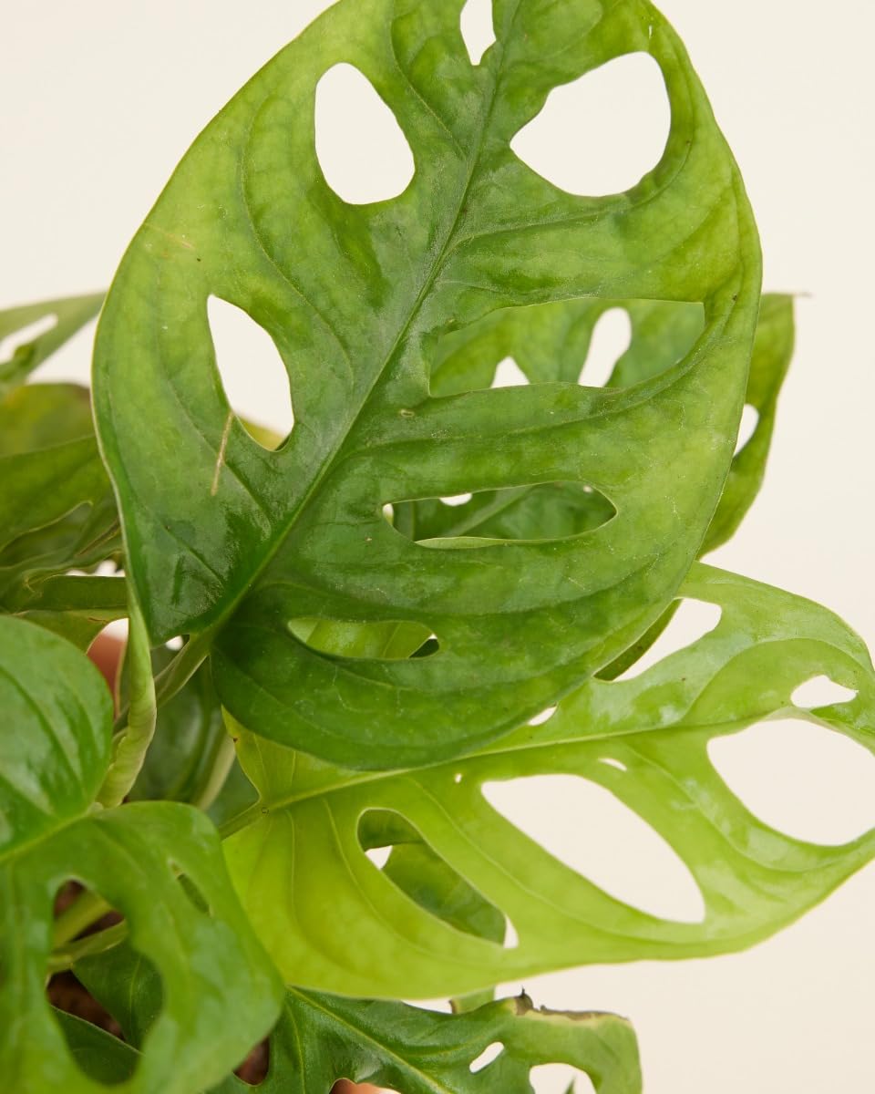 plnts-rareplnts-monstera-adansonii-zimmerpflanze-12cm-30cm image 3