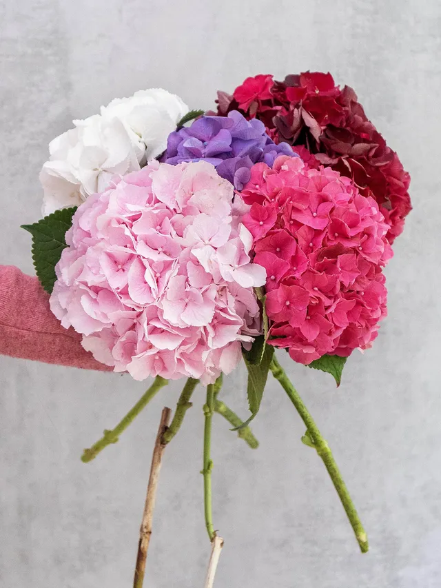 blumigo-berraschungsmix-5-hortensien-frisch image 1