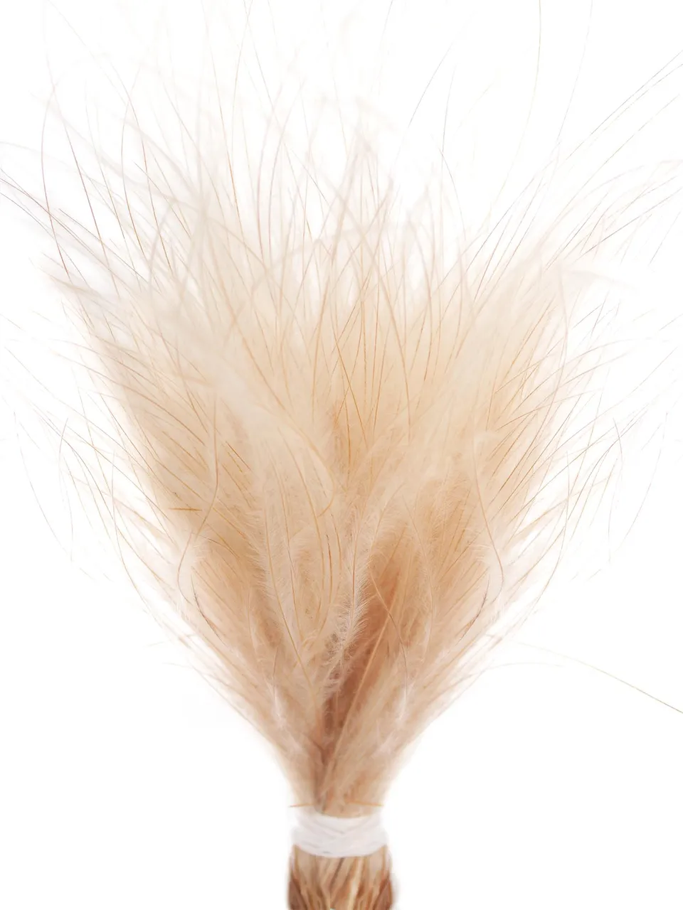 blumigo-trockenblumen-stypha-penata-trockengras-natur image 1