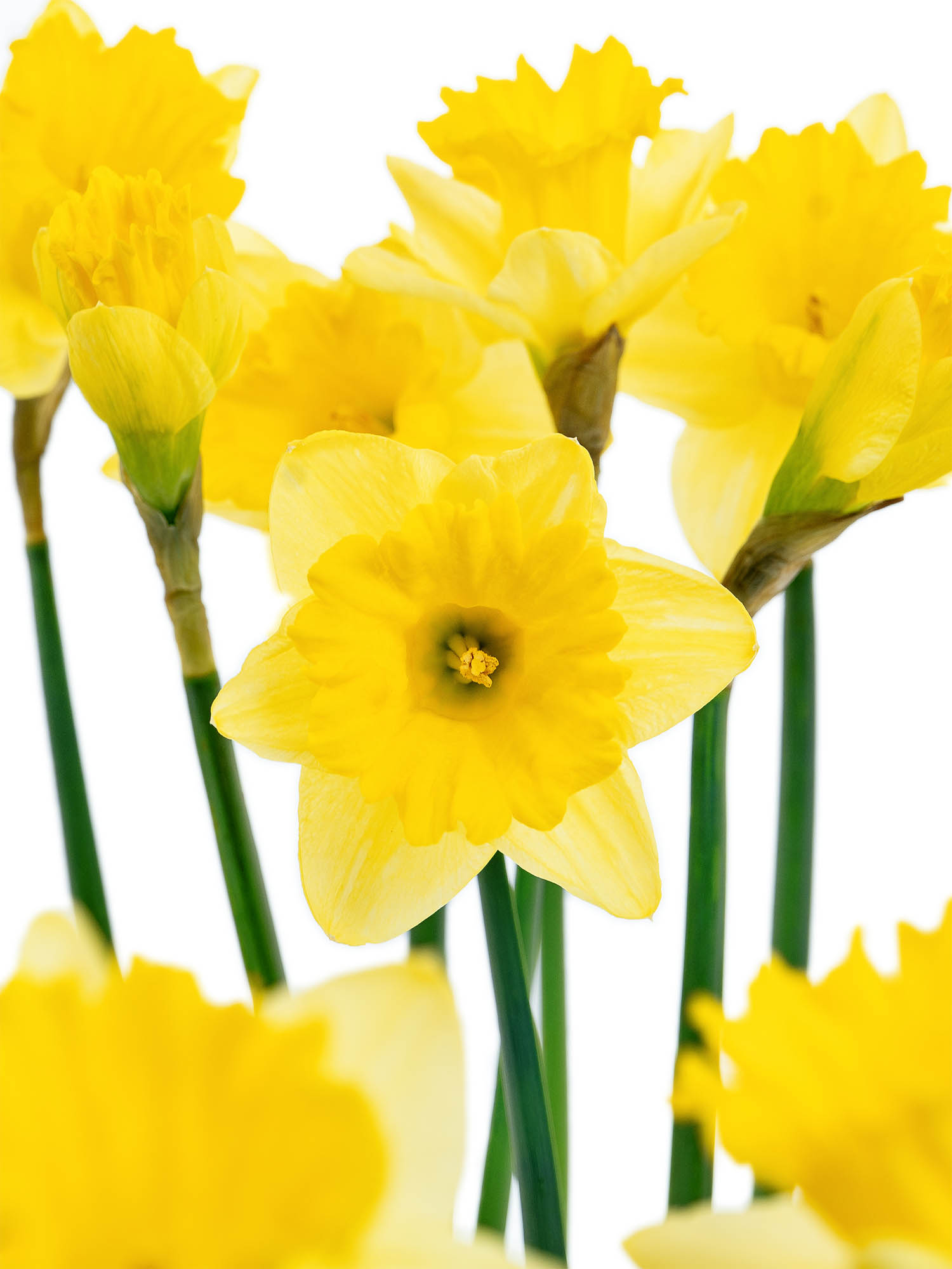 blumigo-fr-hlingsknollen-narzissen-dutch-master-schnittblume-gelb image 2