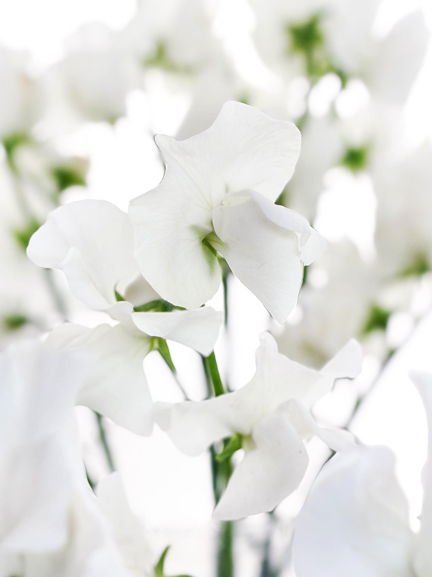 blumigo-wicken-sunshine-white-wei-e-schnittblume image 1