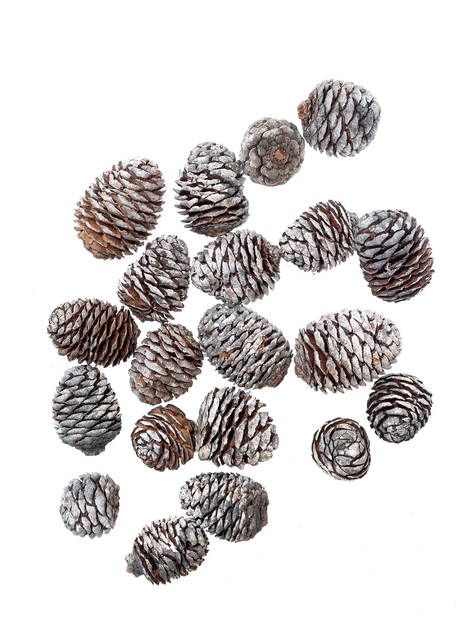 blumigo-murii-zapfen-herbstdeko-braun-wei image 3