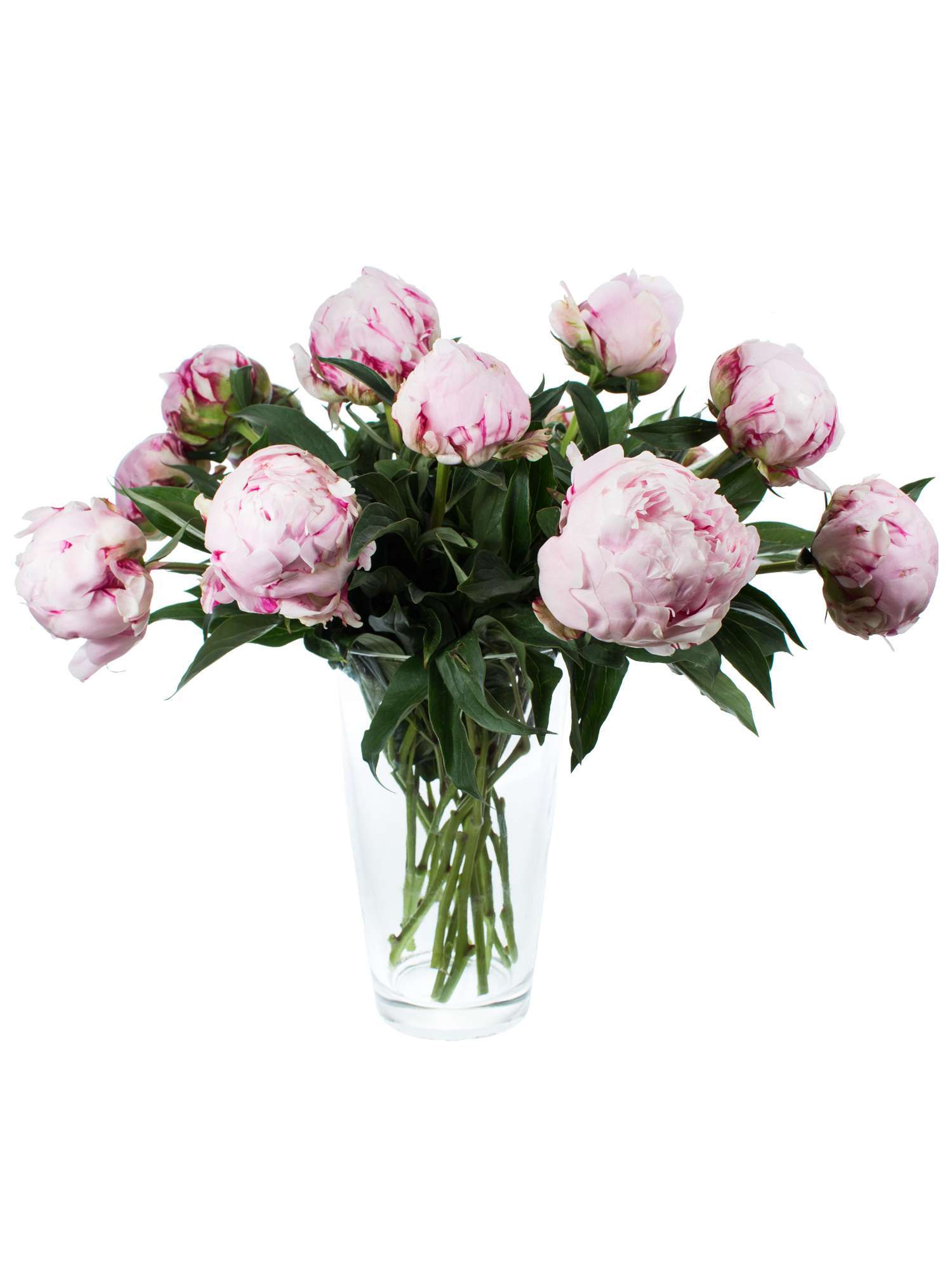 blumigo-pfingstrosen-sarah-bernhardt-schnittblume-rosa image 5