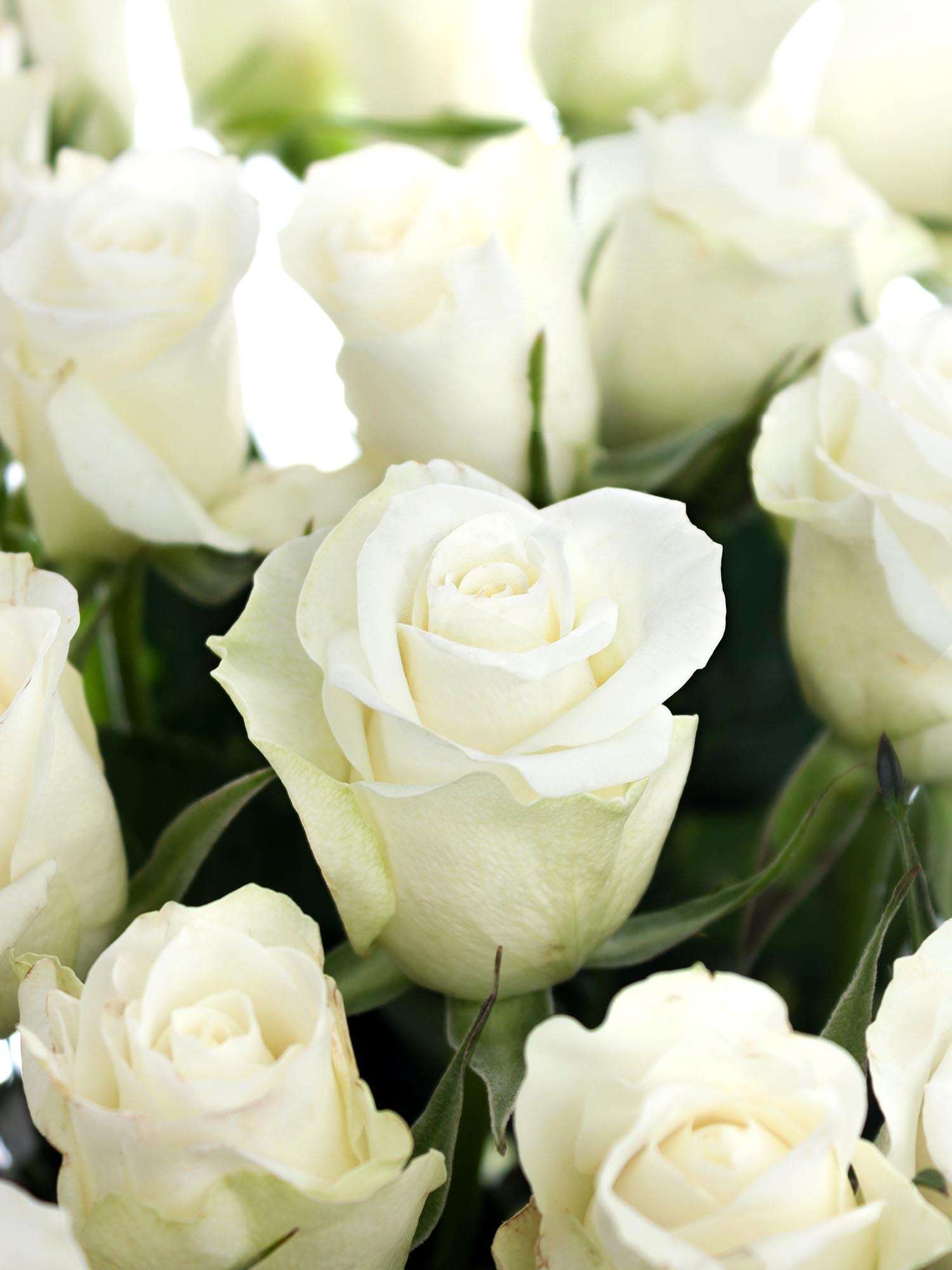 blumigo-rosen-aspen-rose-wei-schnittrose image 1
