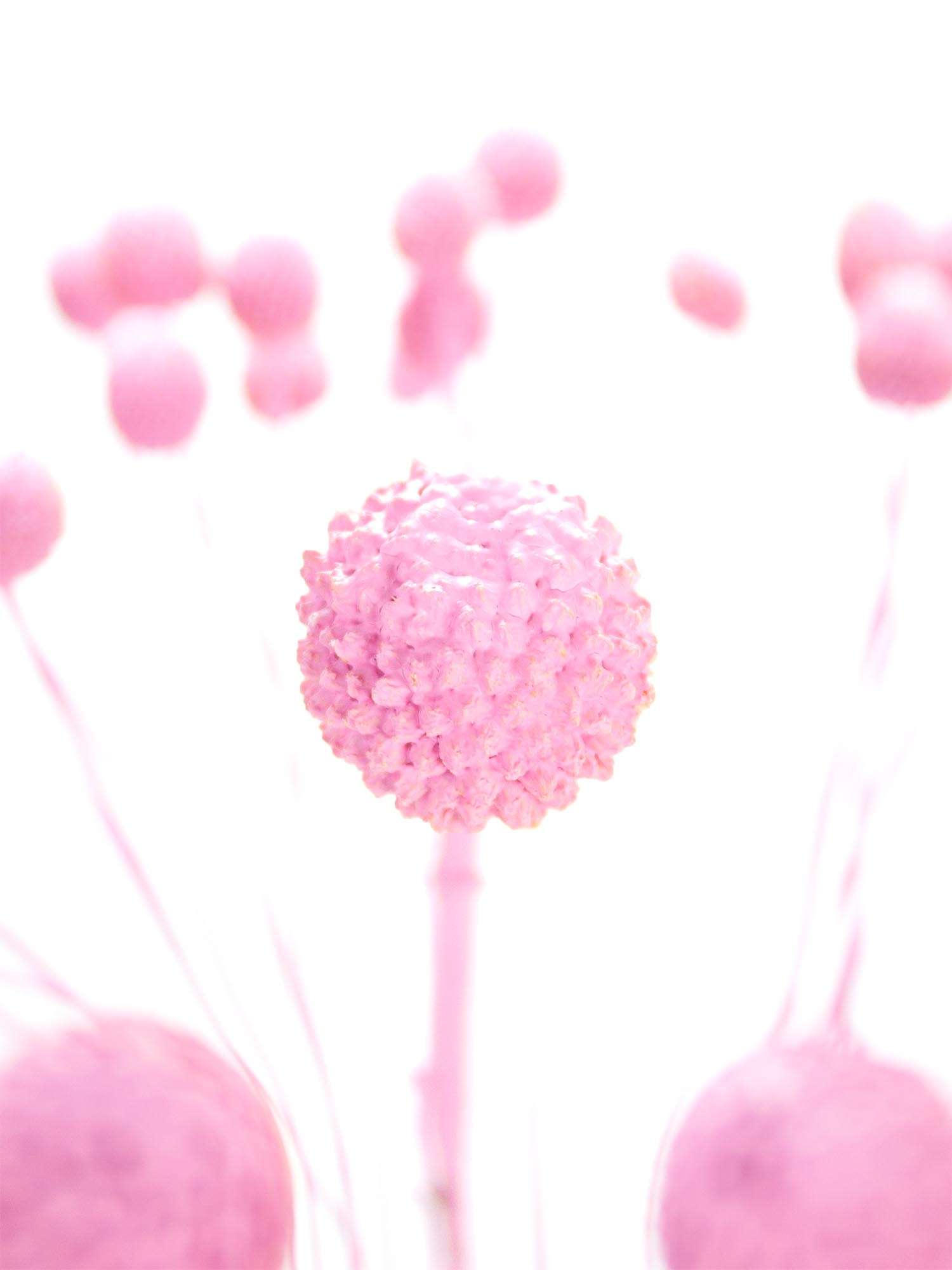 blumigo-trockenblumen-craspedia-lolly-pop-rosa-gef-rbt image 1