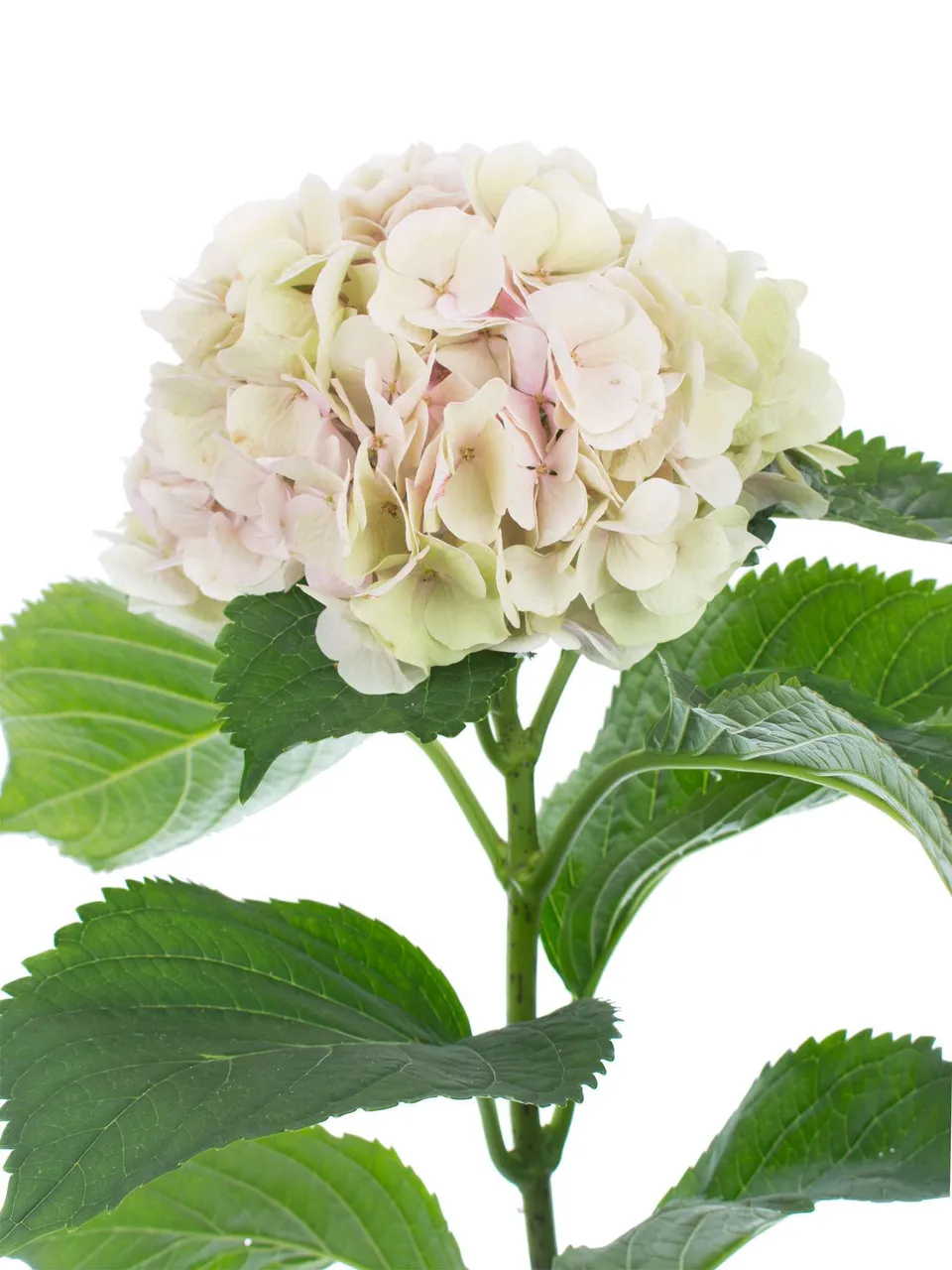 blumigo-hortensien-magical-verena-classic-hortensie-creme-rosa image 1
