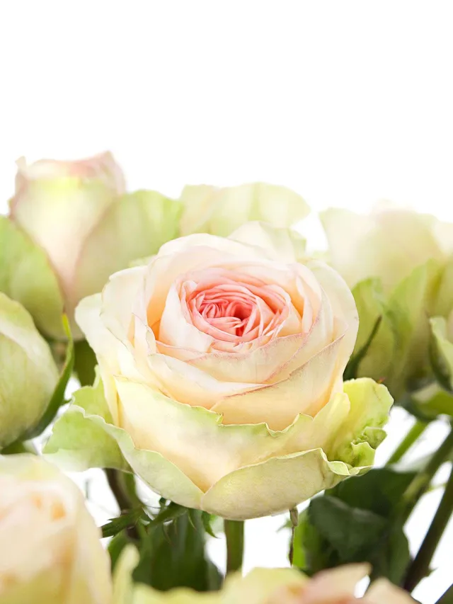 blumigo-classico-rosen-creme-rosa-schnittrose image 1