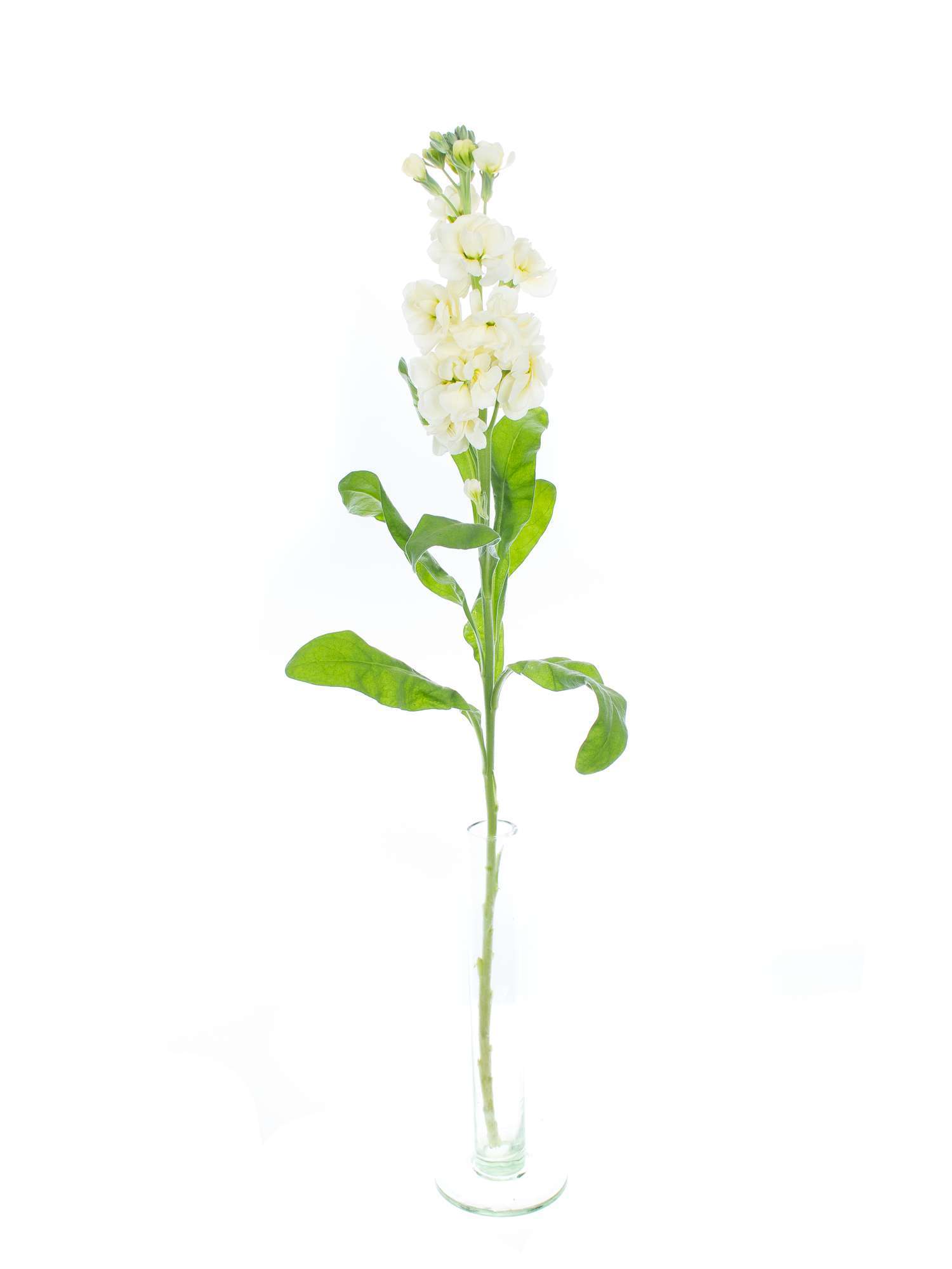 blumigo-levkojen-centrum-cream-schnittblume-creme-duft image 3