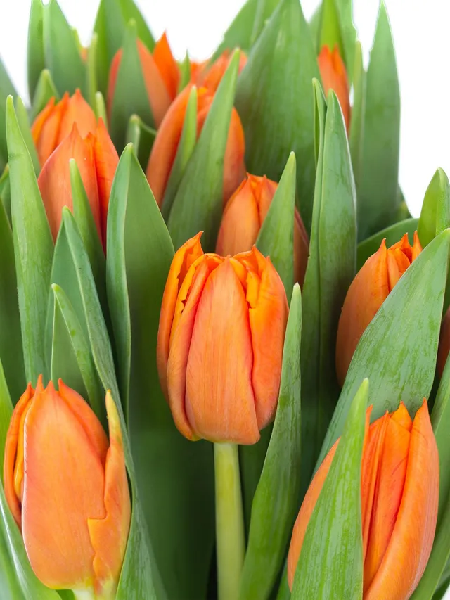 blumigo-tulpen-pako-orange-schnittblume image 1