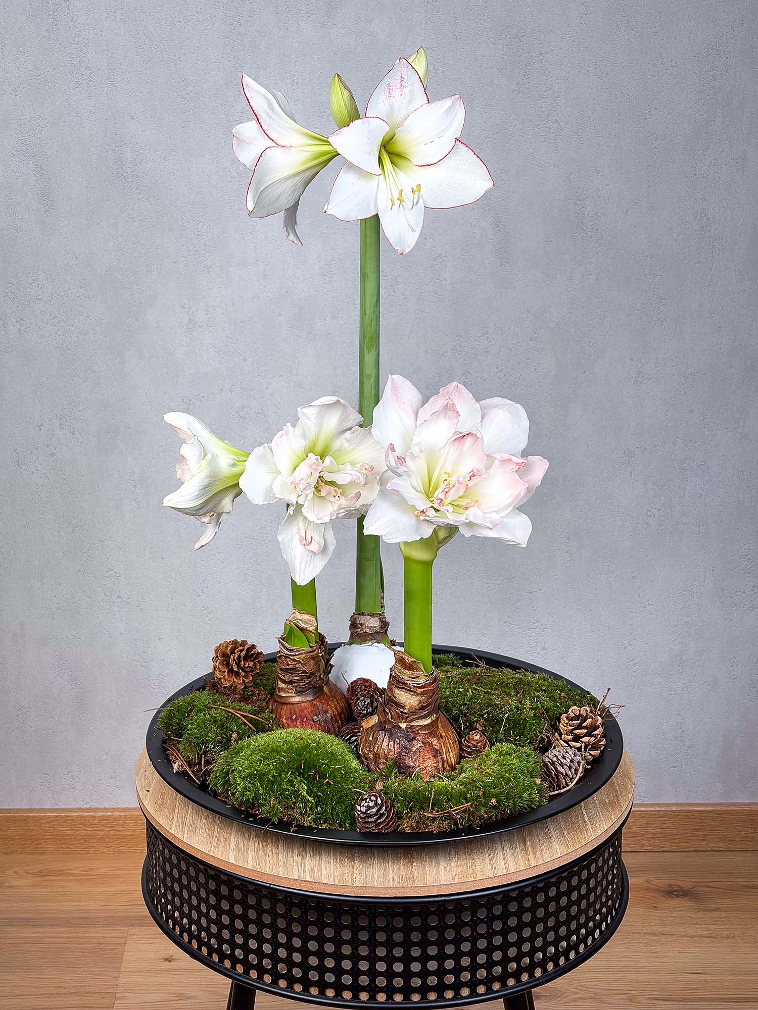 blumigo-amaryllis-gewachste-knolle-ritterstern-rot image 3