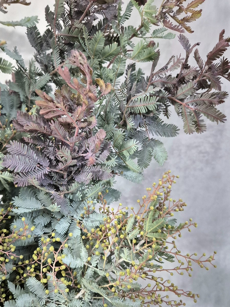 blumigo-mimose-baileyana-purpurea-greenery-gr-n-rot image 2