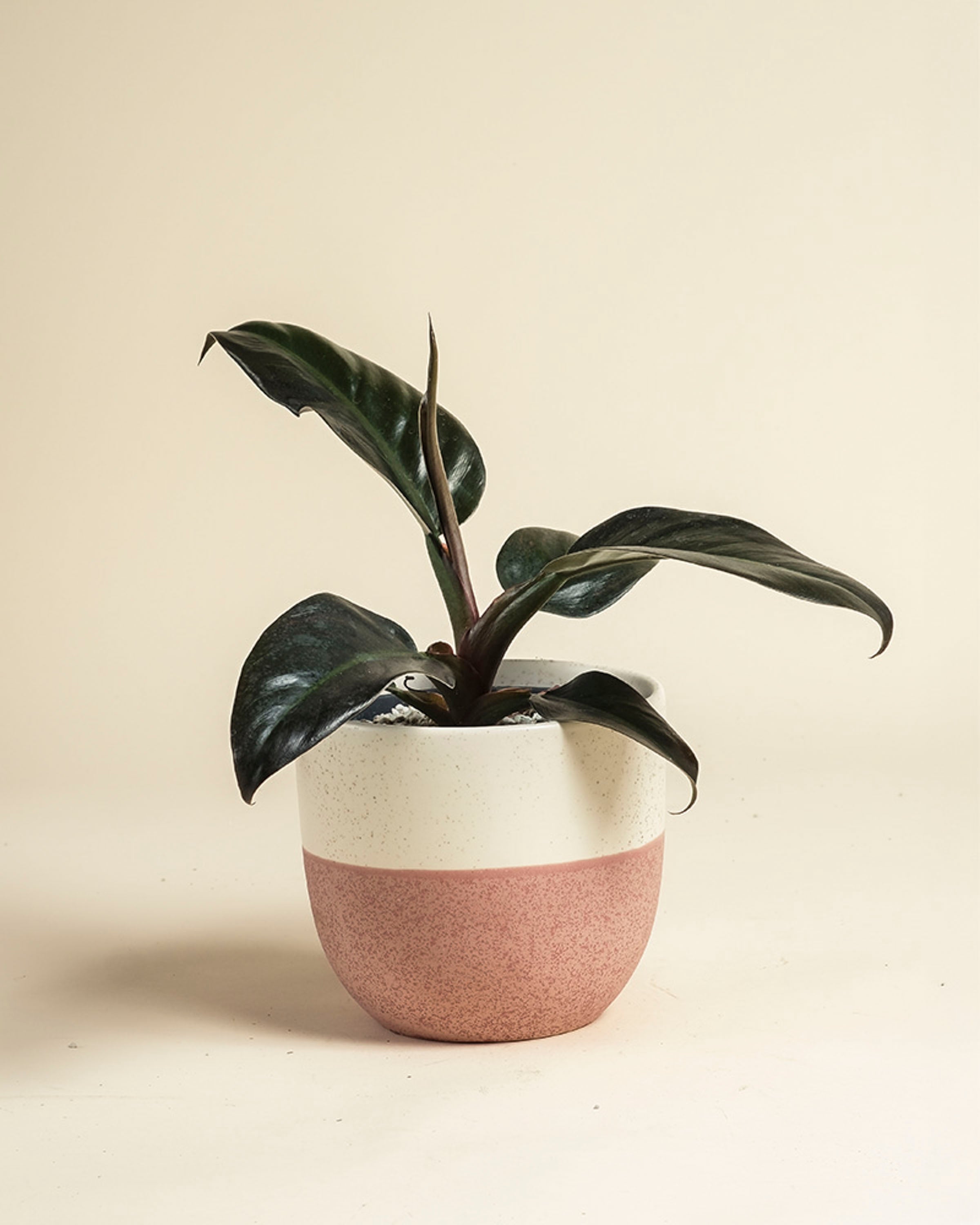 feey-variado-philodendron-imperial-red-zimmerpflanze-ohne-topf image 5