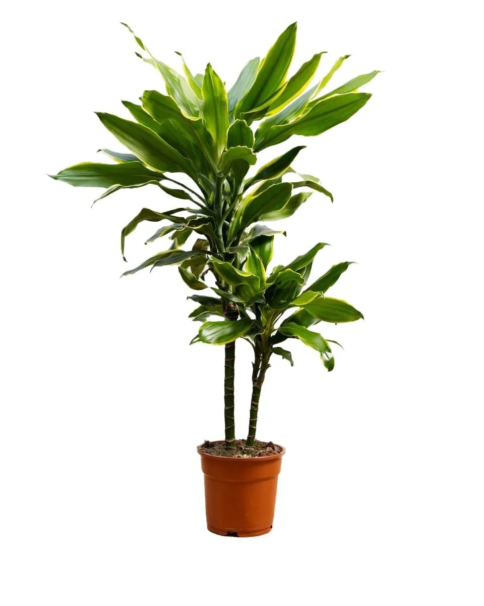 plnts-rareplnts-dracaena-goldencoast-zimmerpflanze-60-cm image 1