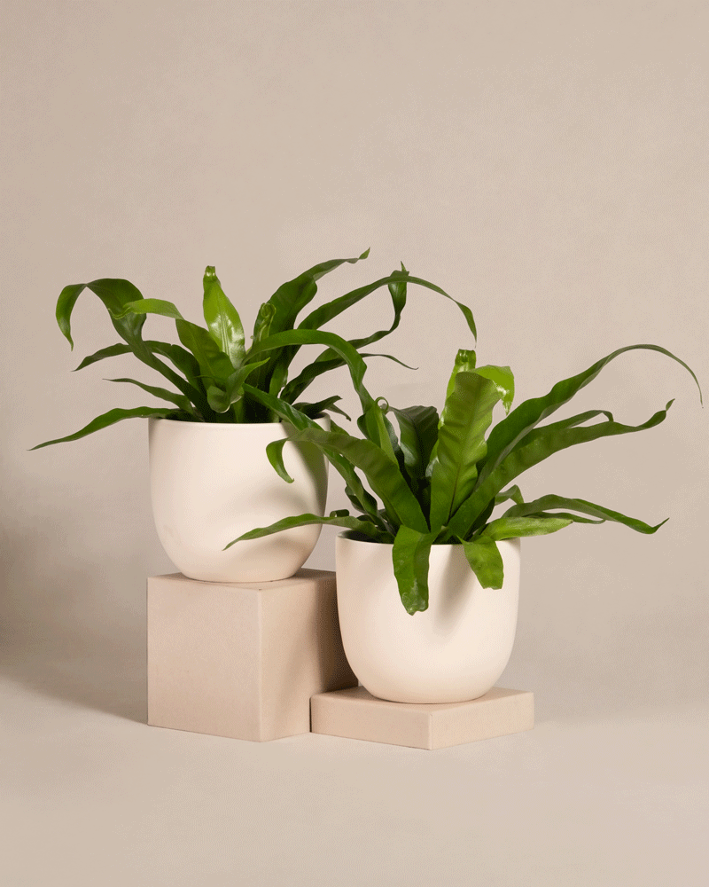 feey-variado-nestfarn-duo-zimmerpflanzen-2er-set-ohne-bertopf image 6