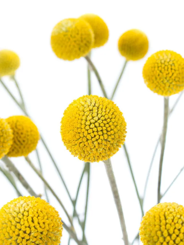blumigo-trockenblumen-craspedia-gelb-trommelst-cke-vase-strau image 1