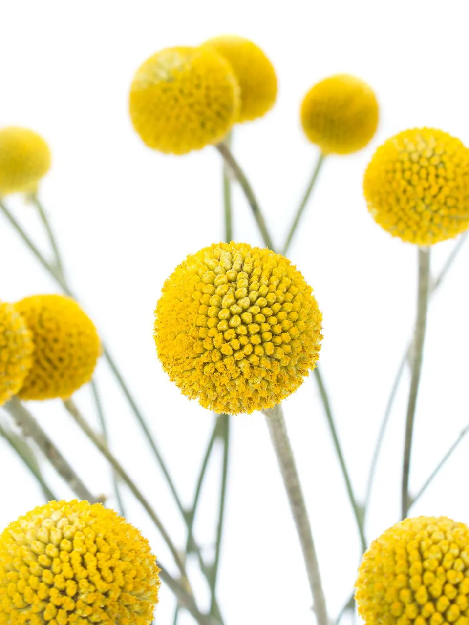 blumigo-trockenblumen-craspedia-gelb-trommelst-cke-vase-strau image 1