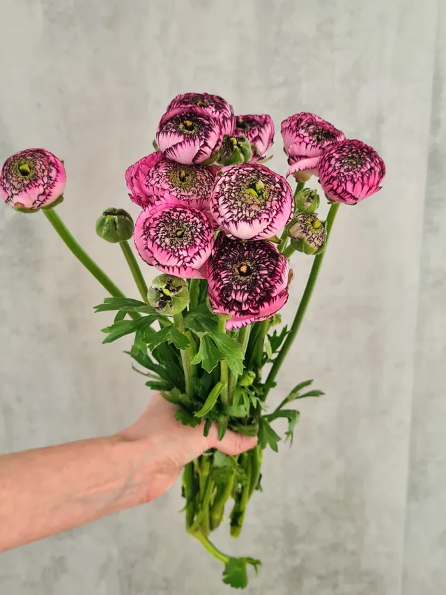 blumigo-ranunkeln-xl-cloni-success-751-schnittblume-pink-rosa image 1