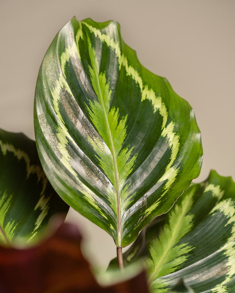 feey-variado-calathea-roseopicta-zimmerpflanze-ohne-bertopf-gro image 2