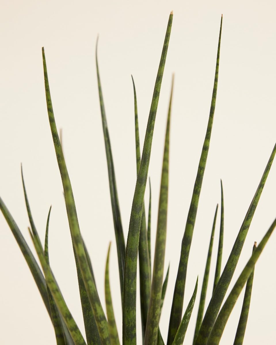 plnts-rareplnts-sansevieria-fernwood-mikado-zimmerpflanze-30-cm-pflegeleicht image 4