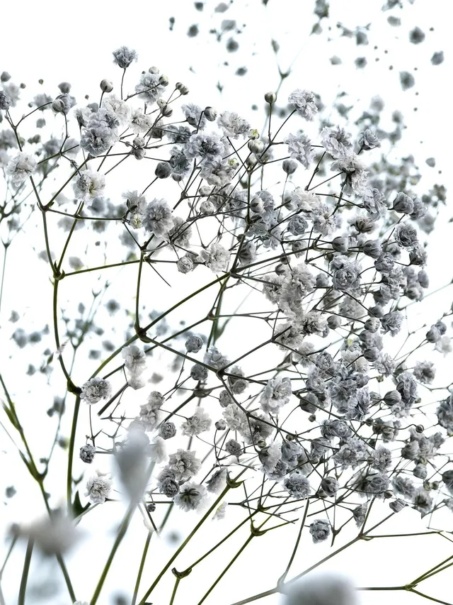 blumigo-schleierkraut-painted-schnittblume-grau-trocken-option image 1