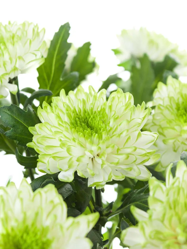 blumigo-chrysanthemen-zembla-lime-schnittblumen-gr-n-wei image 1
