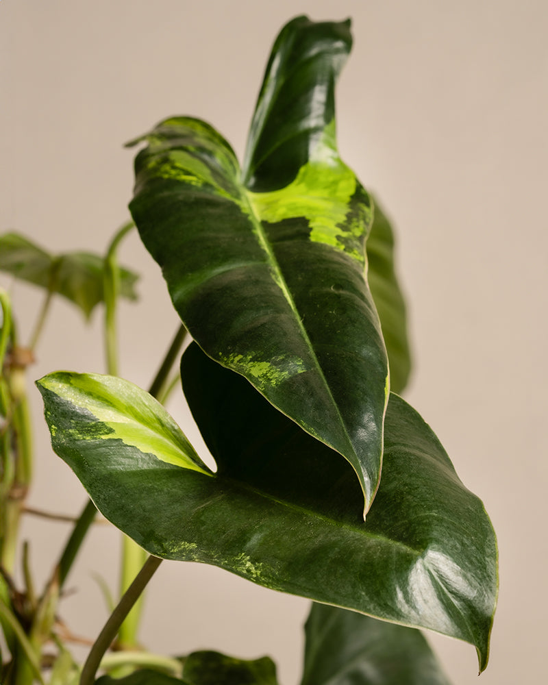 feey-philodendron-burle-marx-variegata-ohne-bertopf image 7