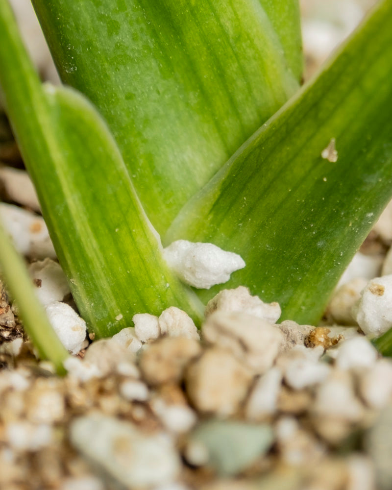 feey-variado-monstera-aurea-zimmerpflanze-gelb-panaschiert image 8