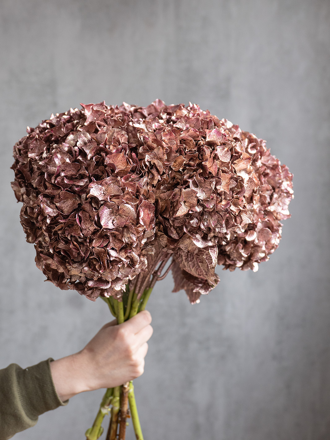 blumigo-hortensie-painted-metallic-pink-schnittblume image 2
