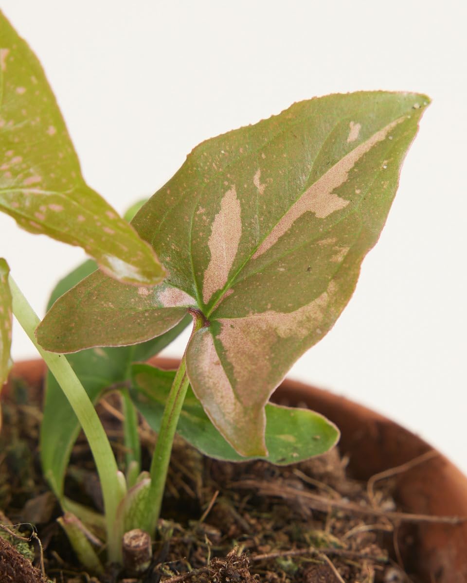 plnts-babyplnts-syngonium-pink-splash-zimmerpflanze-15-cm-rosa image 4