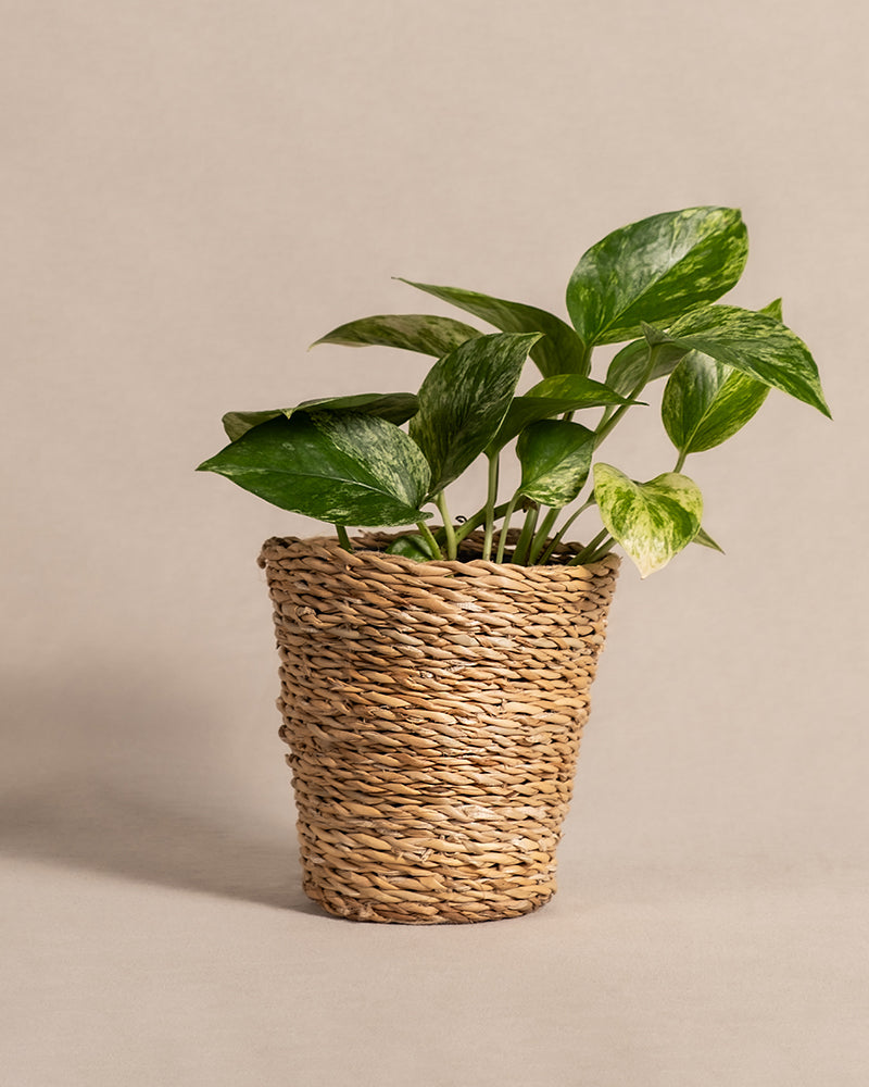 feey-variado-marble-queen-efeutute-zimmerpflanze-ohne-bertopf image 8