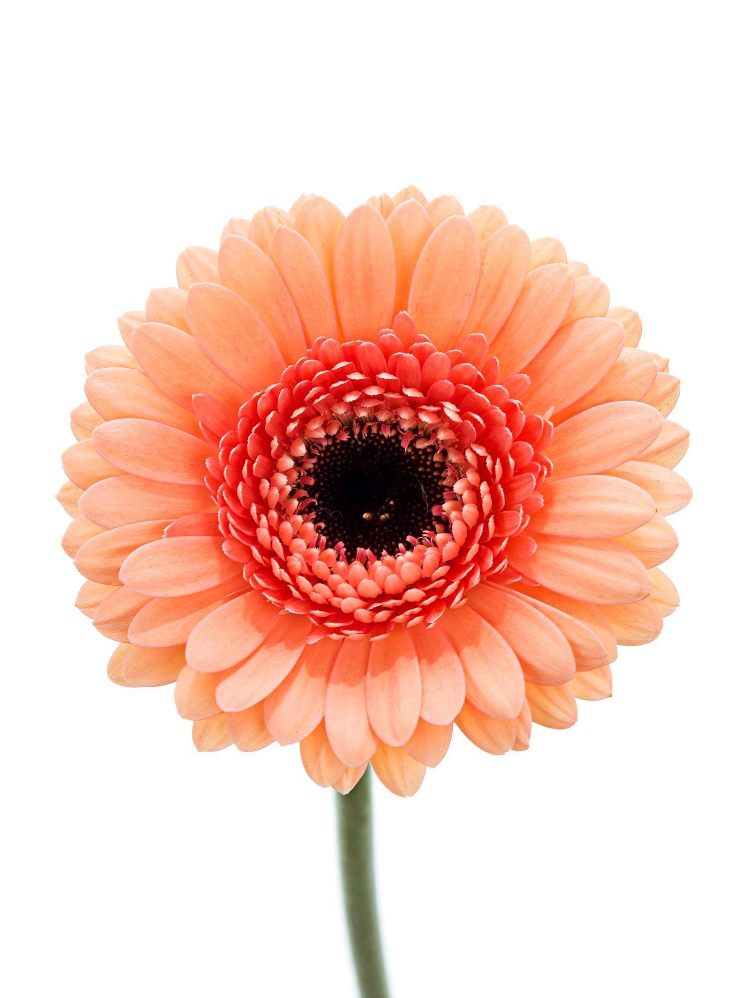 blumigo-gerbera-mini-cookie-and-cream-schnittblume-apricot image 2