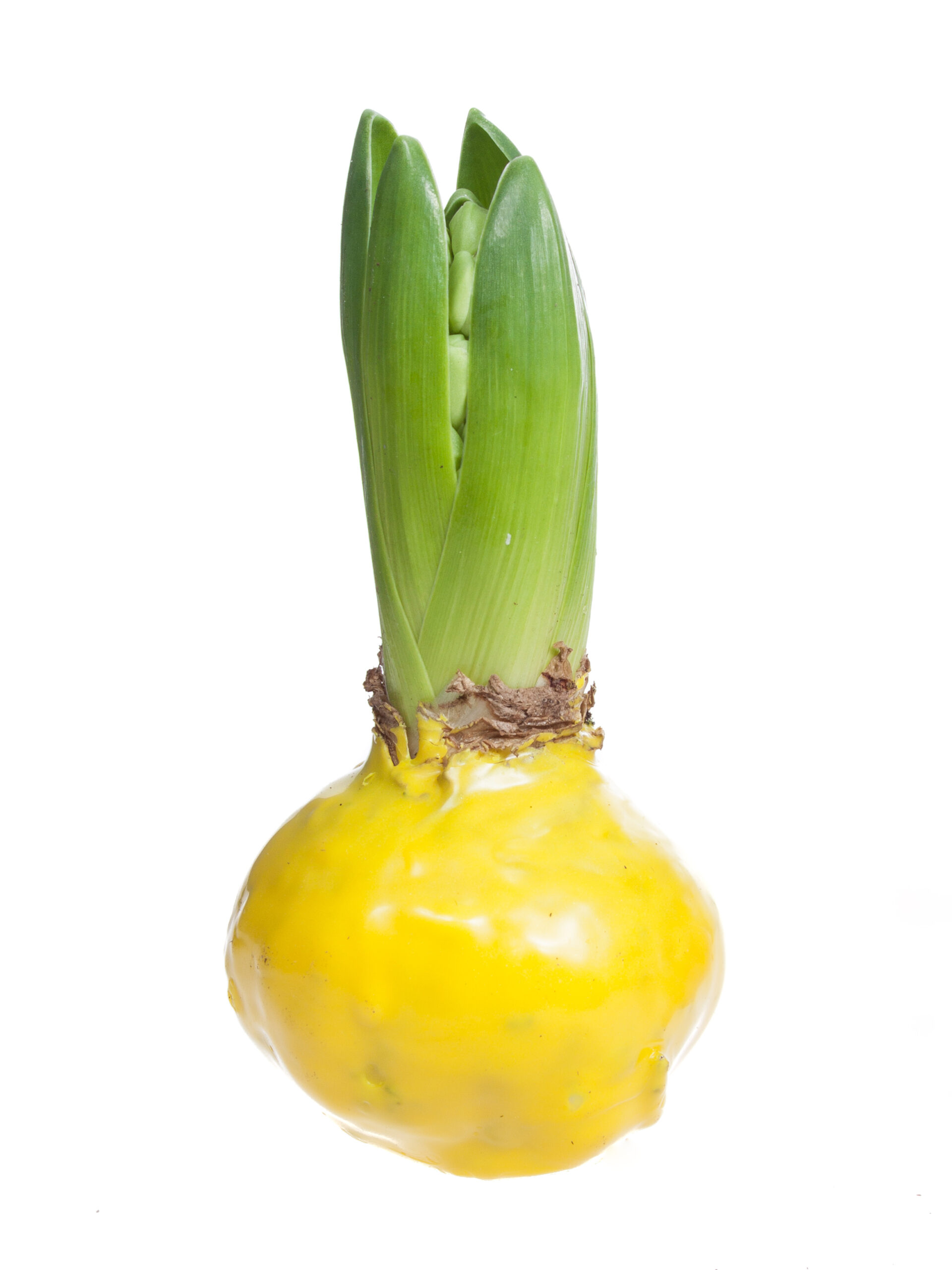 blumigo-gewachste-hyazinthenknollen-fr-hlingsknollen-gelb image 2